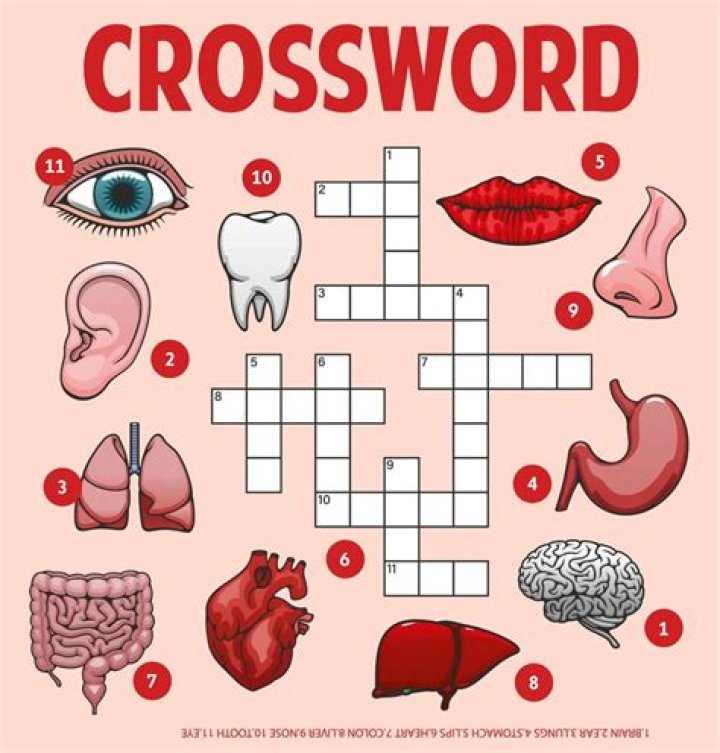 7 Little Words Barked body parts Crossword Clue Answer With 5 letters