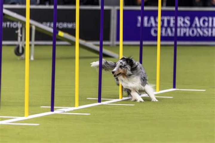 Accusations of cheating at the Kennel Club agility competition? Crossword Clue LA Times