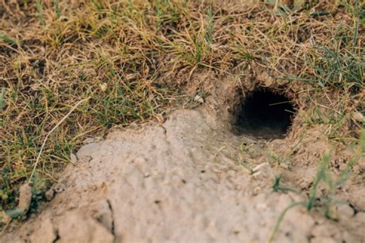 Animal burrow