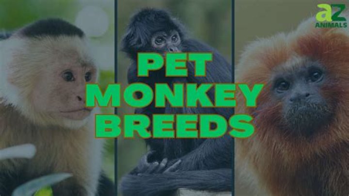 Animal similar to a monkey