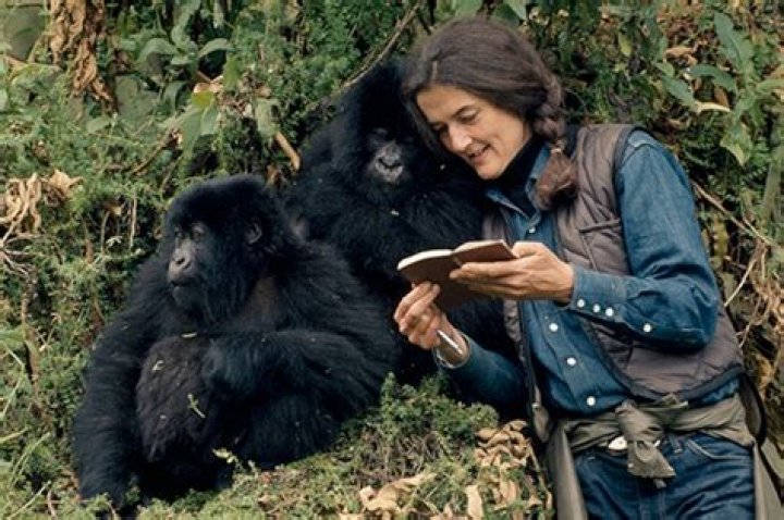 Animal studied by Dian Fossey or Jane Goodall