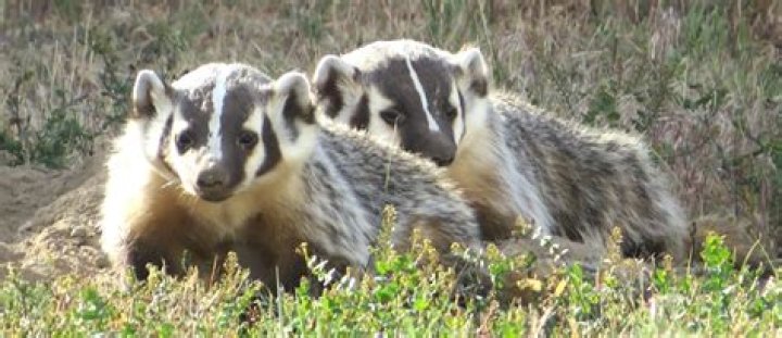 Badgers repeatedly