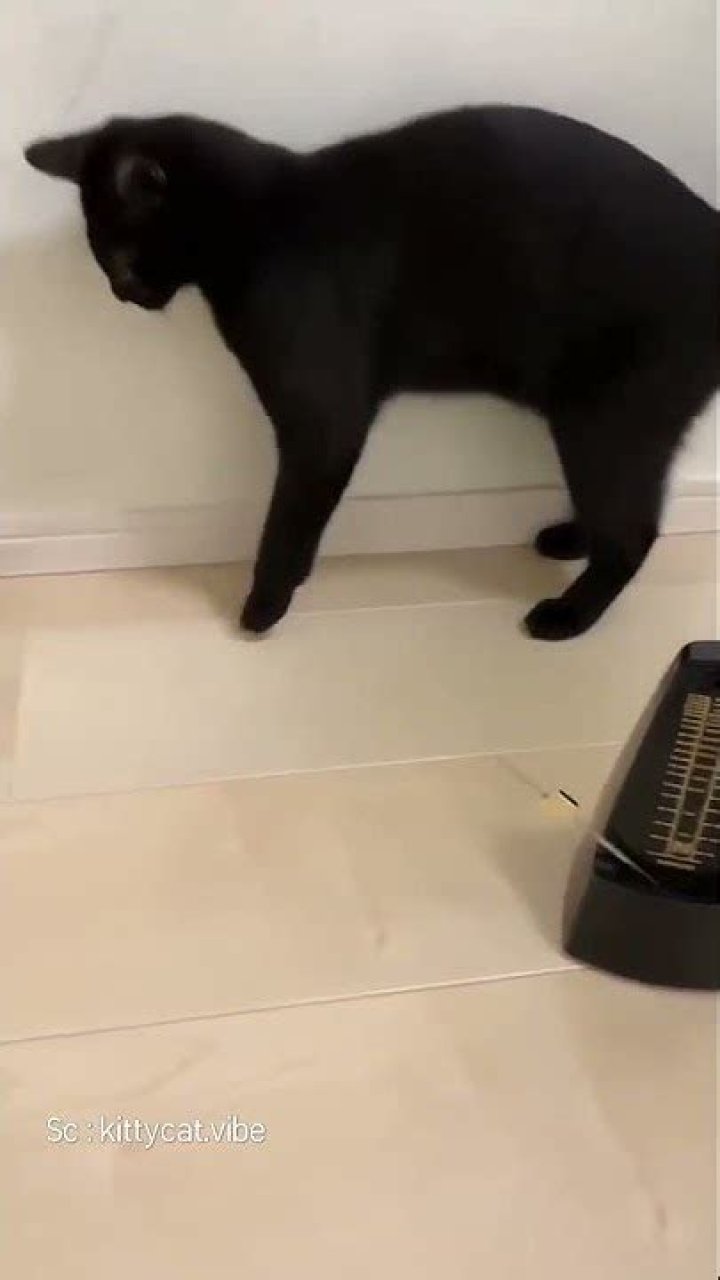 Beat it cat!
