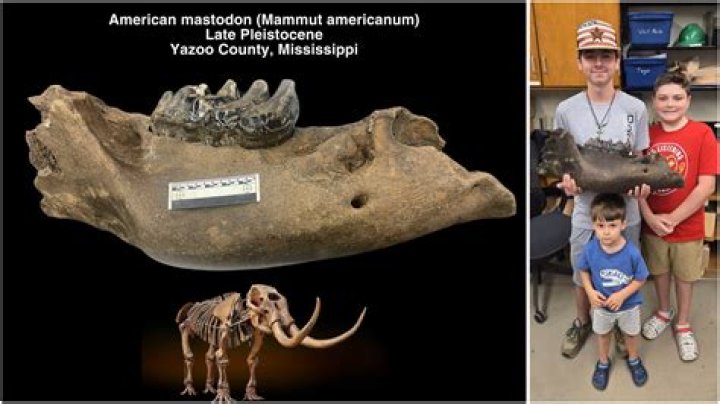 Big tooth in a mastodon skeleton