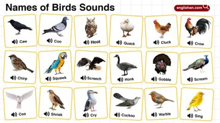 Birds that make honking sounds