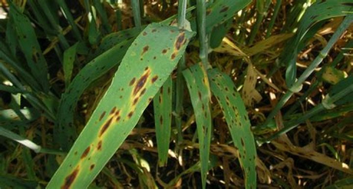 Blotch