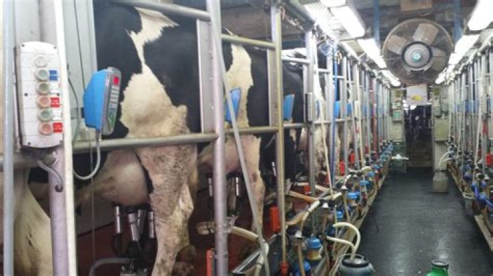 Body modification done at a parlor for short