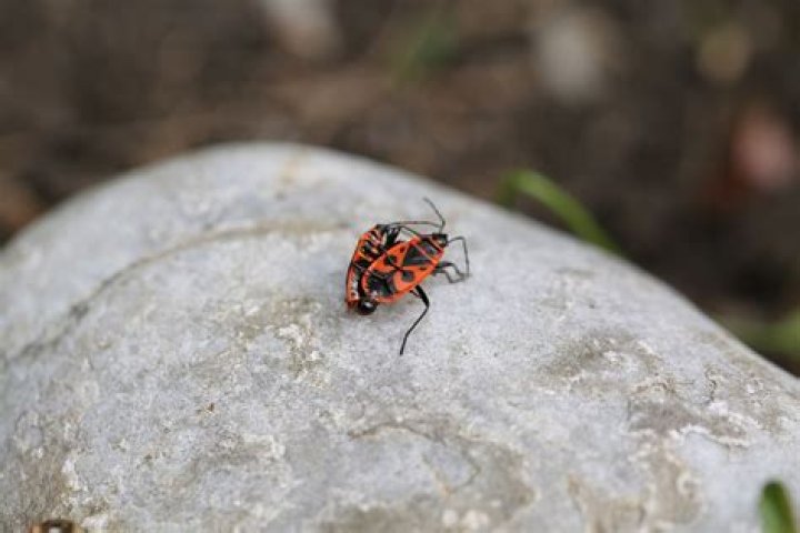 Carpenter or fire insects