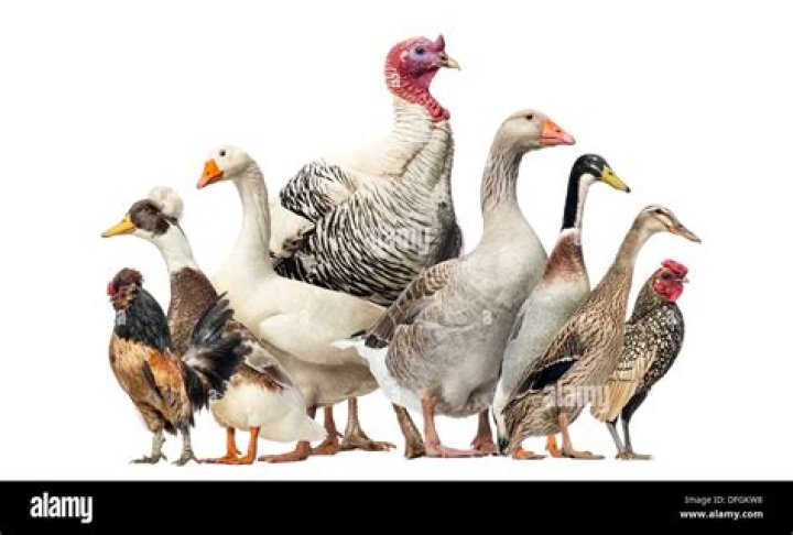 Chickens turkeys and ducks