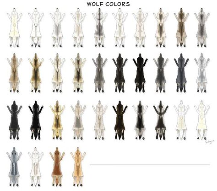Color of most wolves' fur