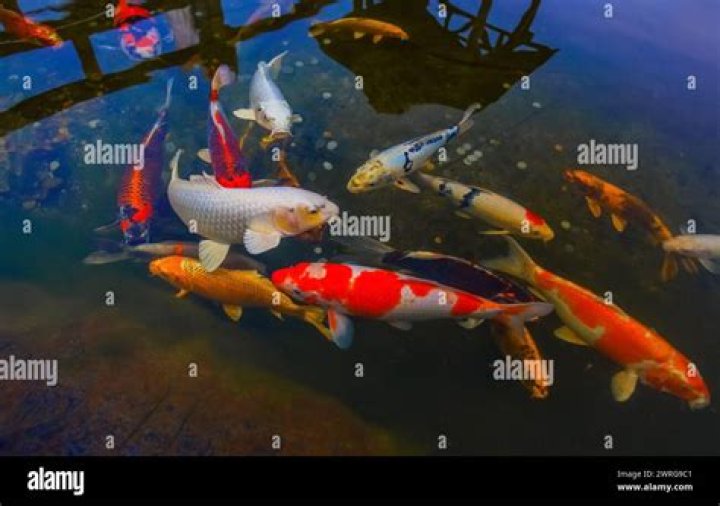 Colorful Japanese carp