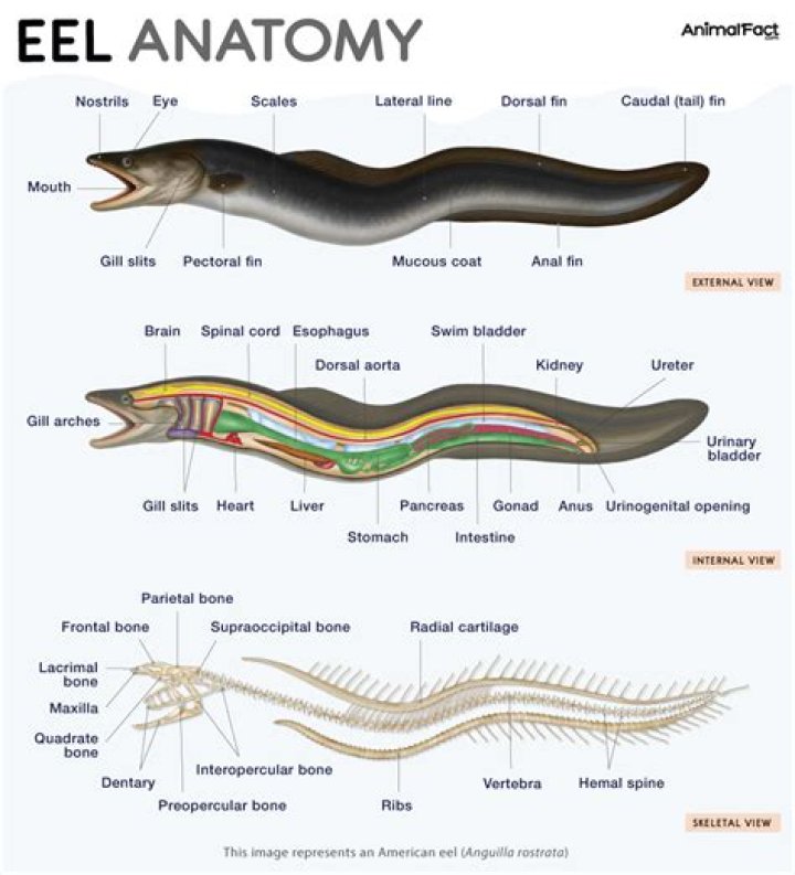 Conger or moray for example