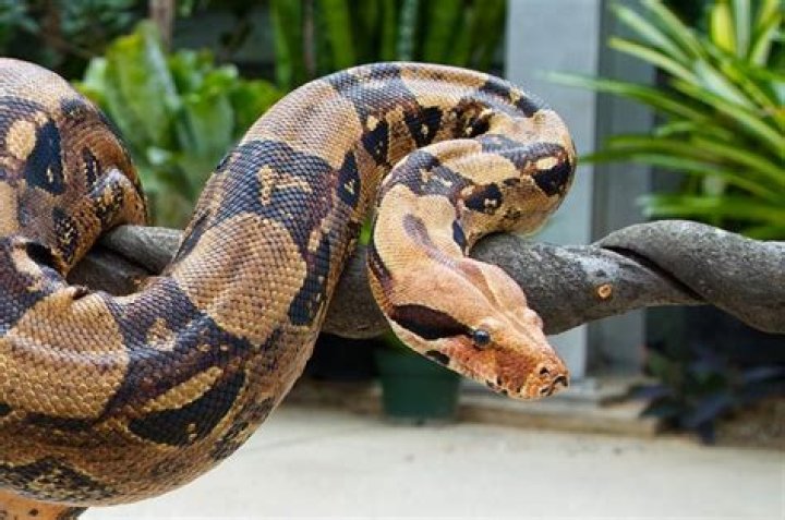 Constrictive snakes