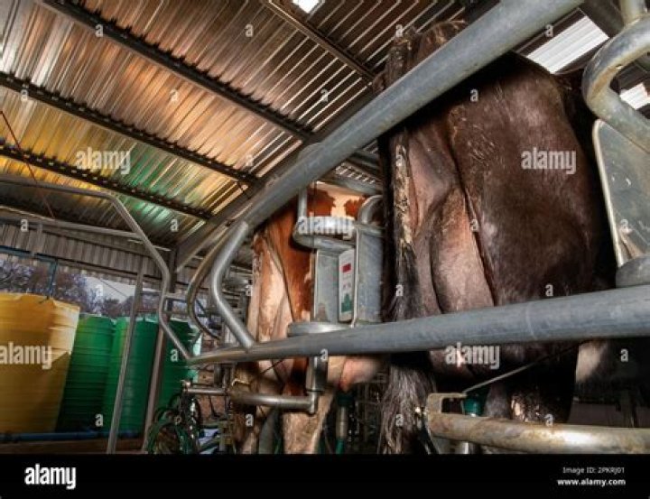 Container placed under a cow that's being milked