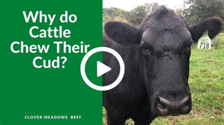 Cow's twice-chewed food