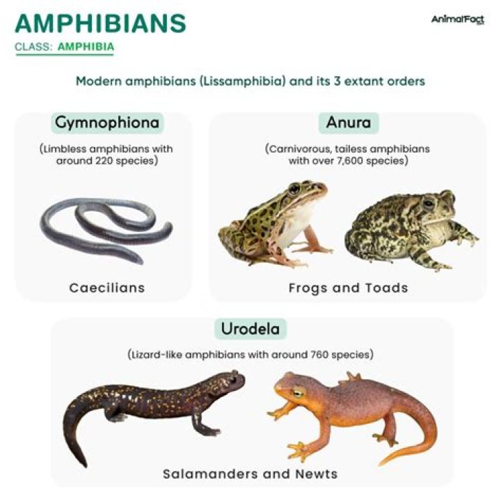 Croaking amphibian with a glass variety