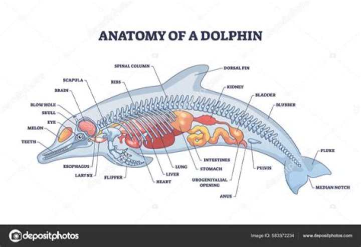 Dolphin's appendage