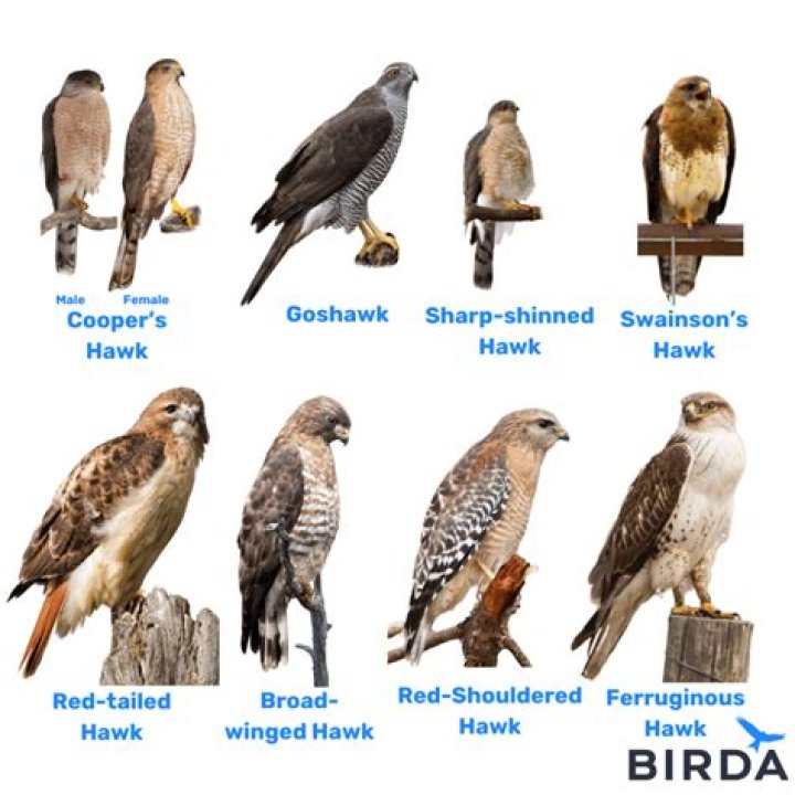 Eagle chicken or sparrow