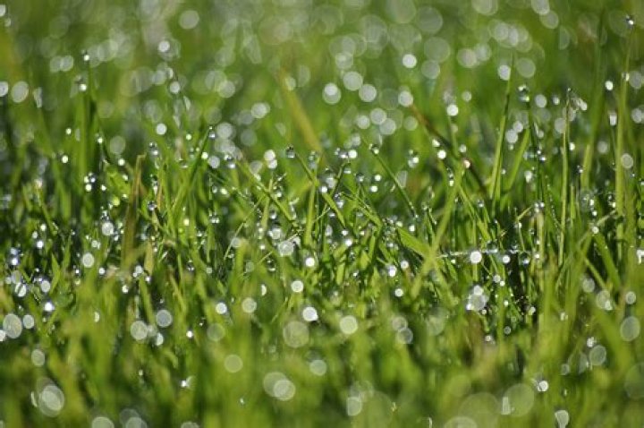 Early morning lawn droplets