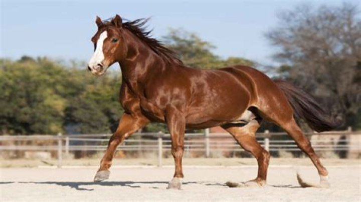 Female horse