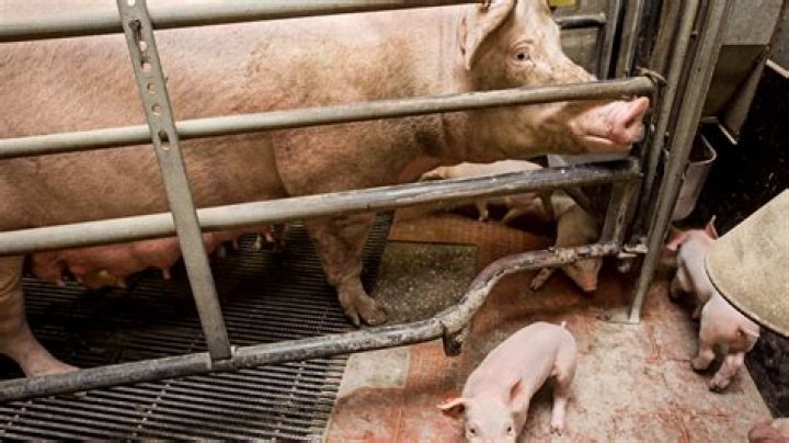 Filthy place on a pig farm