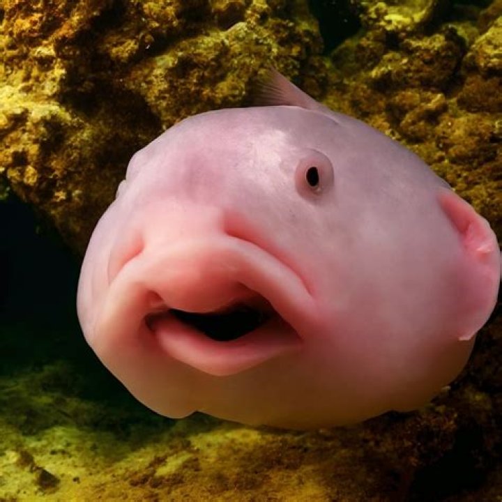 Fish that are typically long but not wide