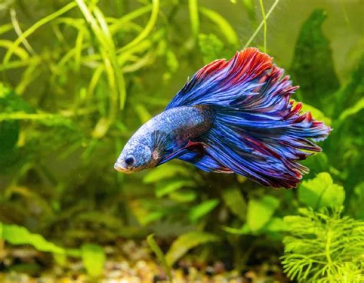 Fish that can shock you?