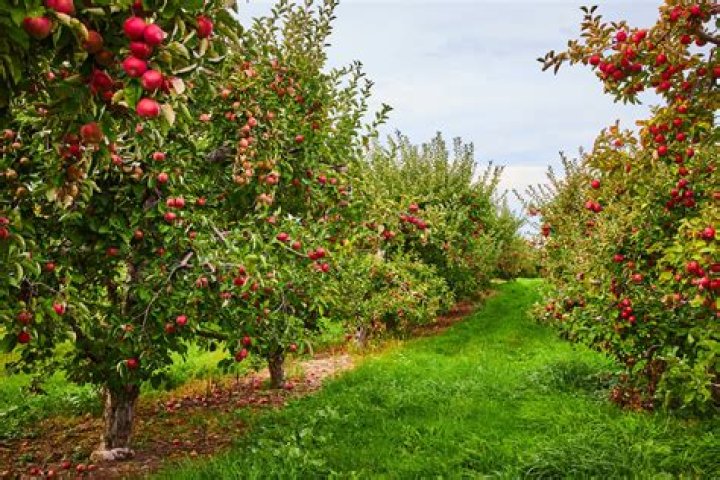 Fruit bearer in an orchard