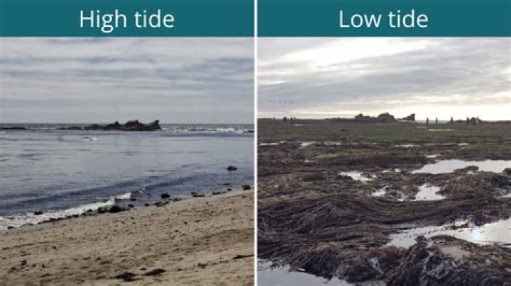 Goes back after high tide