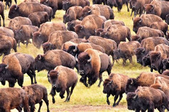 Groups of bison