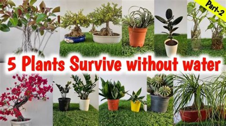 Hang low like an unwatered plant's leaves