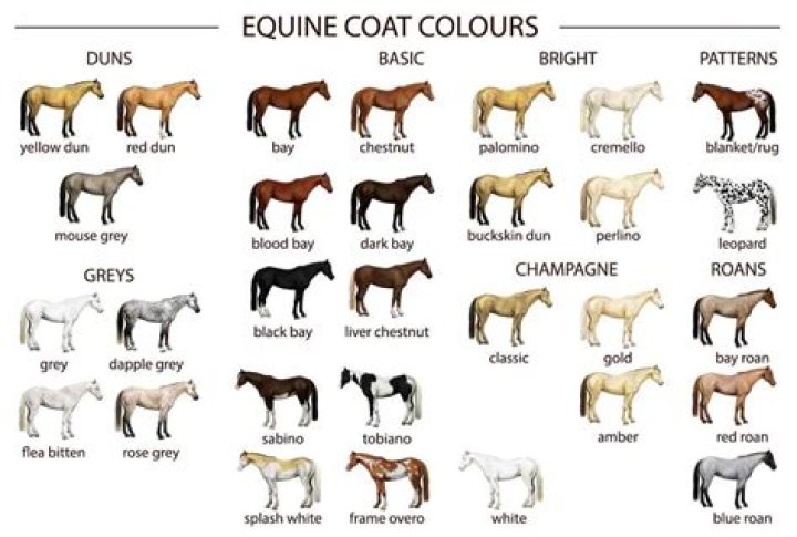 Horse coat color pattern