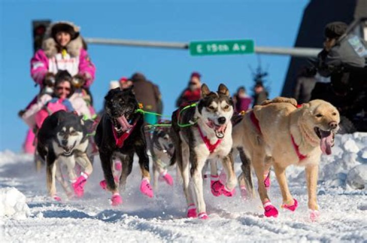Iditarod Trail ___ Dog Race (Alaska sporting event)