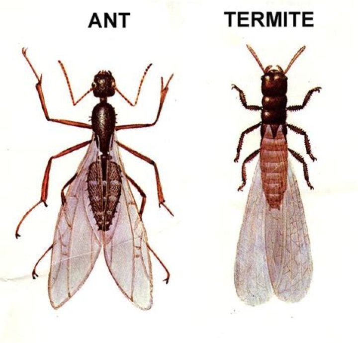 Insect similar to a termite