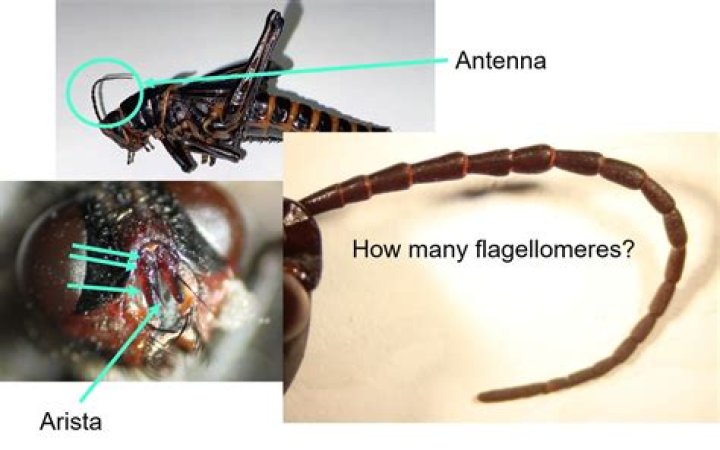 Insect with elbow-shaped antennae