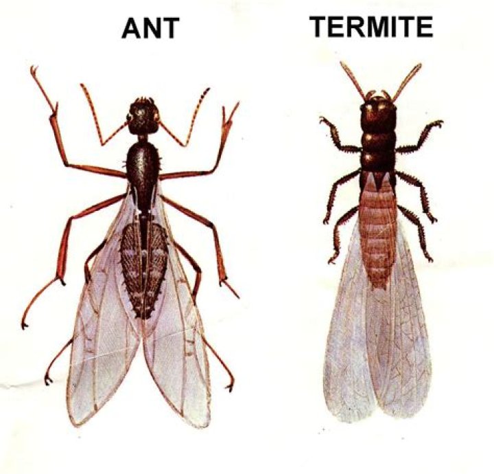 Insects similar to termites