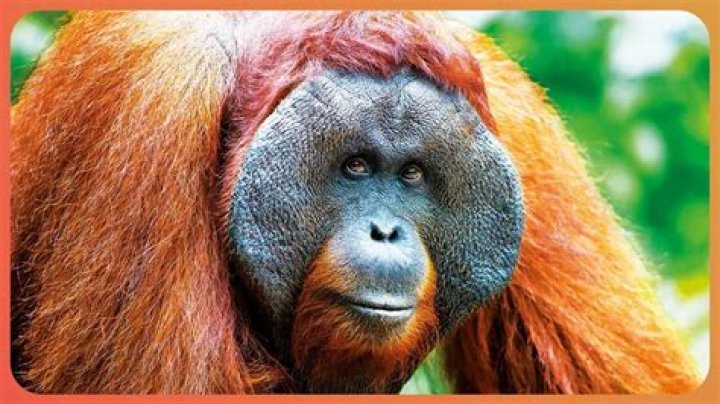 Intelligent primate