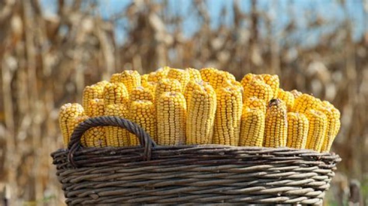 Its dried stalks can be used to make didgeridoos Crossword Clue