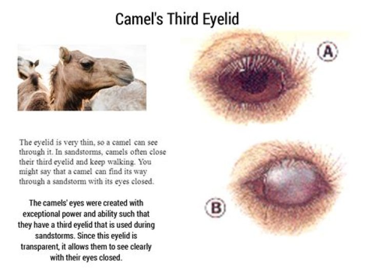 LA Times Animal with three sets of eyelids and two sets of eyelashes Crossword Clue