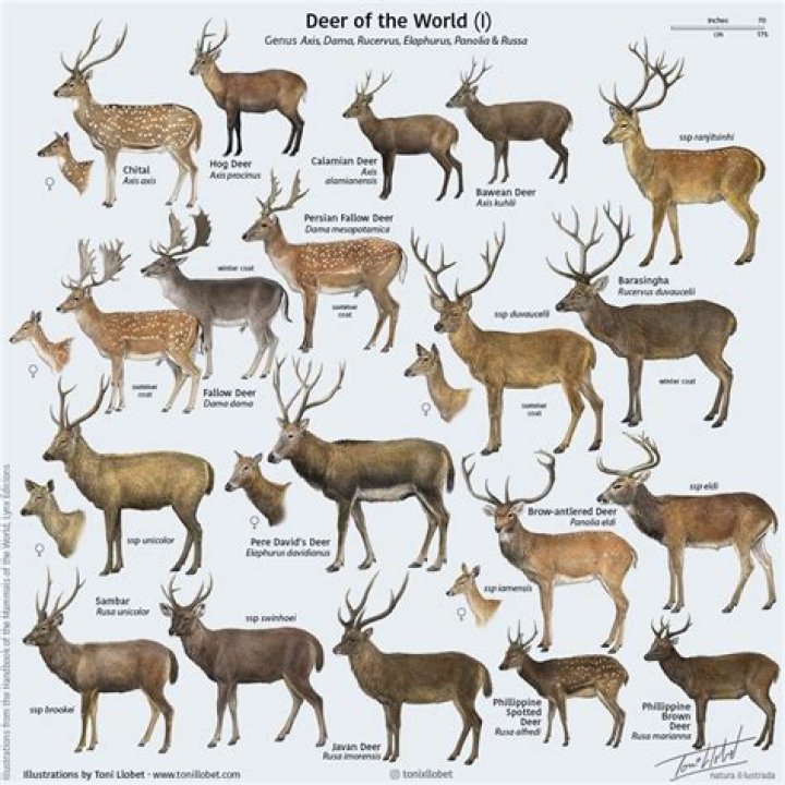 Large animals in the deer family