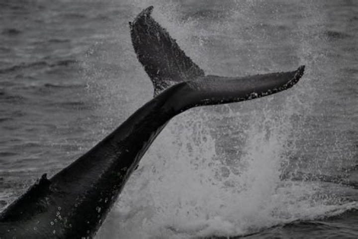 Large black-and-white ocean creature