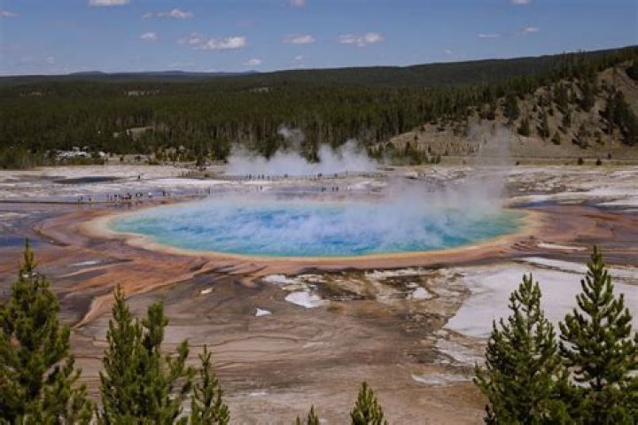 Large mammal seen in Yellowstone