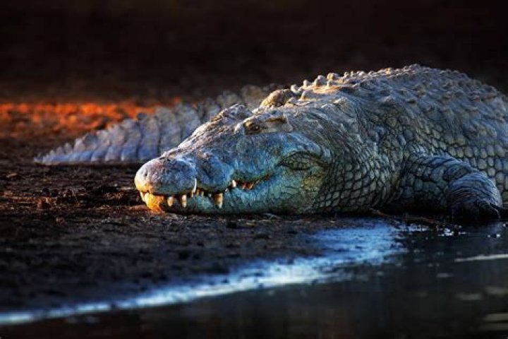 Long bone in a crocodile's face