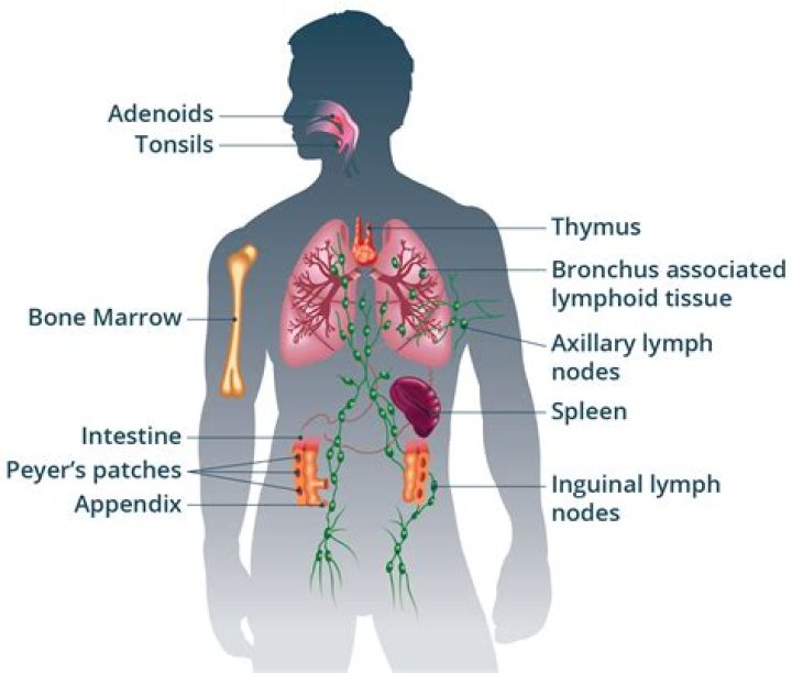 Lymph ___ (part of the immune system)