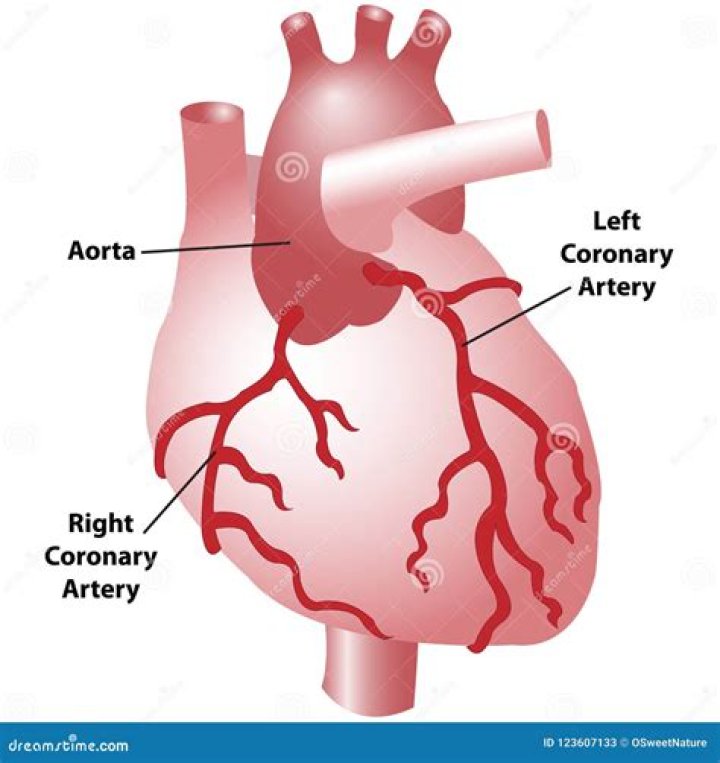 Major artery of the heart