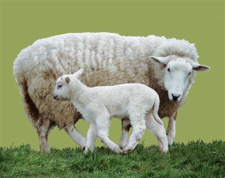 Mama sheep