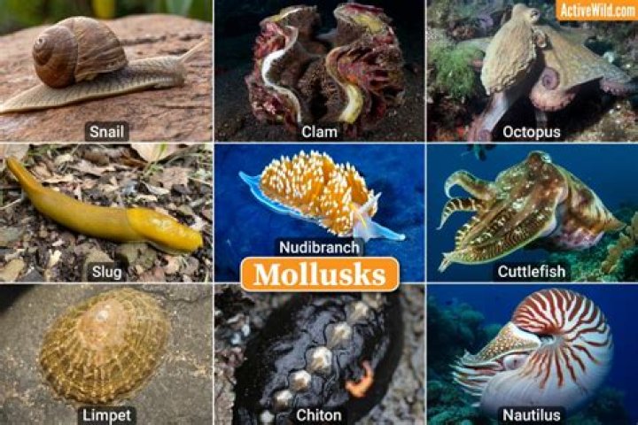 Mollusk with banana and leopard species Crossword Clue USA Today