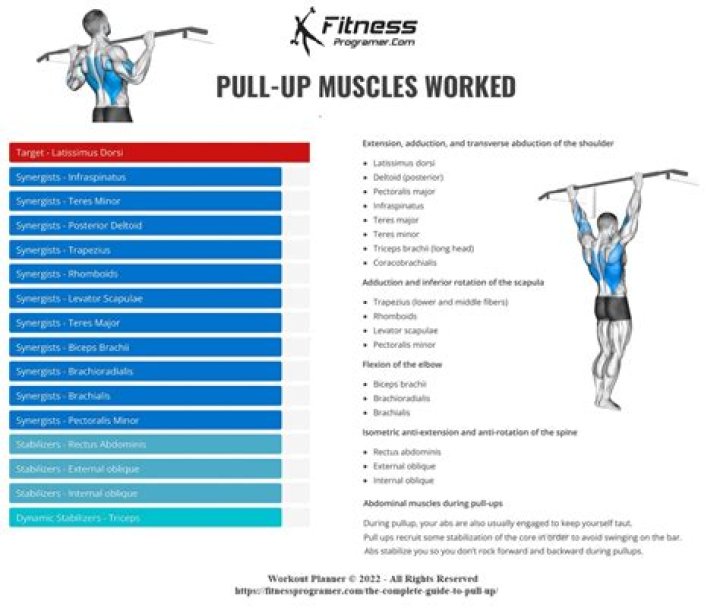 Muscles worked during pullups for short Universal Crossword Clue