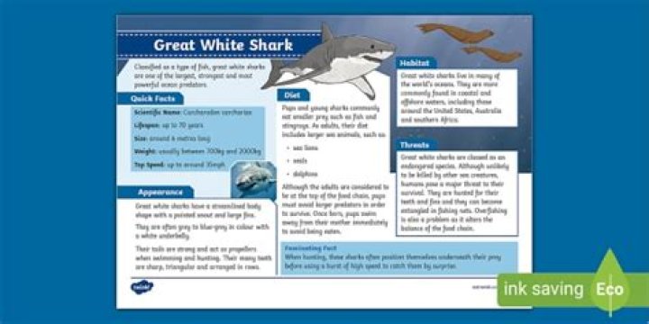 Only known animal to prey on great white sharks Crossword Clue