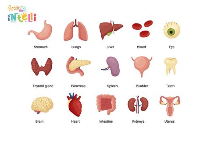 Organs we see with